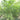 Australian Finger Lime Tree
