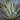 Agave Americana 'Mediopicta Alba'