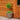 Lemon Cypress Topiary
