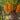 Pindo Palm Tree dates