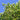 Everbearing Mulberry Tree