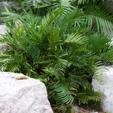 Coontie