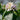 Improved Meyer Lemon flower