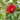 Greensboro Red Camellia