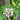 Passion Fruit Vine flower