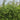 Maculata Bamboo