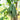 Vanilla Bean Plant