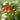 Vermillionaire® Large Firecracker blooms