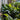 Tiny Tank Cast Iron Plant