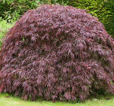 Tamukeyama Japanese Maple