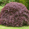 Tamukeyama Japanese Maple