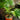 Chinese Fan Palm