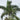 Christmas Palm Tree