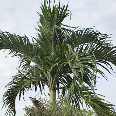 Christmas Palm Tree
