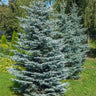 Colorado Blue Spruce