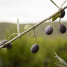 Frantoio Olive Tree