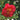 Greensboro Red Camellia