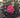 Thunderstruck™ Coral Boom™ Crape Myrtle