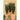 Sky Pencil Holly