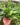 Pothos