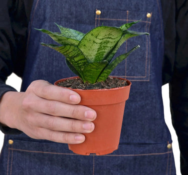 Snake Plant Black Robusta