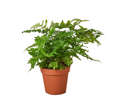'Autumn' Fern