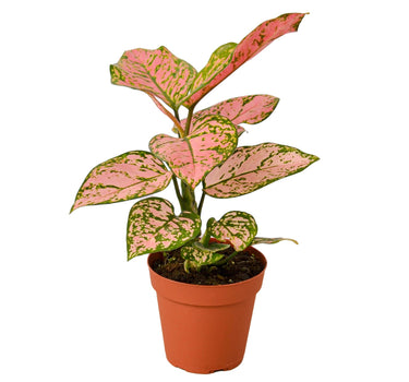 Chinese Evergreen 'Lady Valentine'