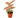 Chinese Evergreen 'Lady Valentine' - 4" Pot - NURSERY POT ONLY