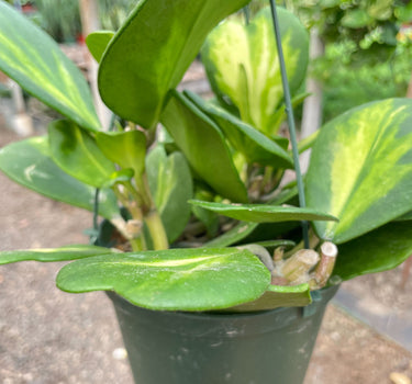 Hoya Heart 'Reverse Variegata'