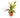 Dracaena 'Combo'