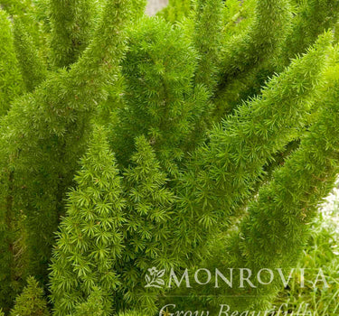 Foxtail Fern