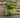 Foxtail Fern
