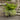 Foxtail Fern