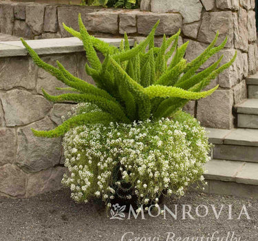 Foxtail Fern