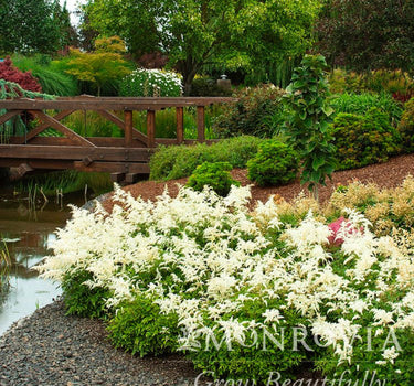Deutschland Astilbe