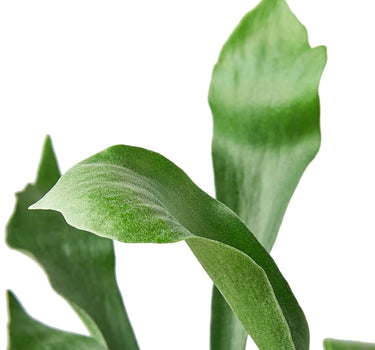 Staghorn Fern