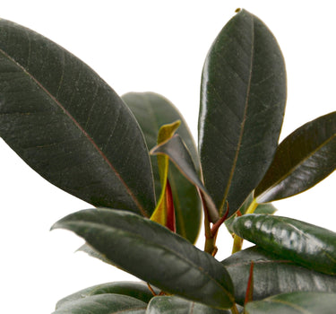Ficus Elastica 'Burgundy'