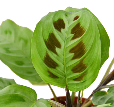 Maranta 'Leuconeura'