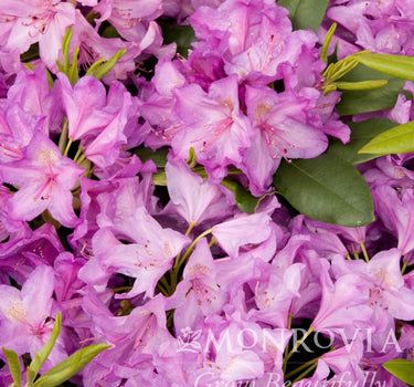Boursault Catawba Rhododendron