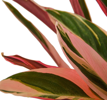 Stromanthe Triostar