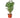 Aralia Ming Stump Plant
