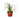 Palm Ponytail - 4" Pot - NURSERY POT ONLY