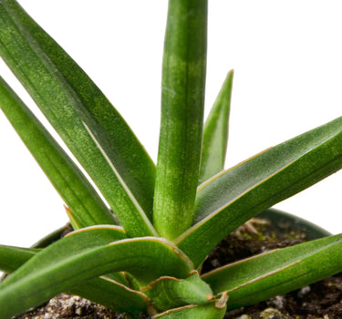 Snake 'Stuckii' - 4" Pot