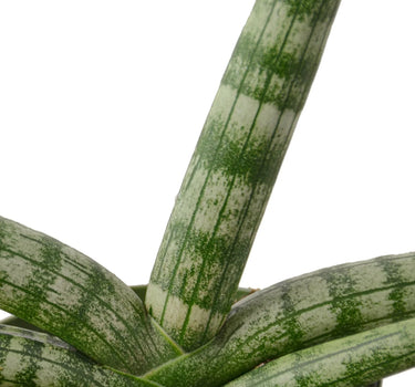 Snake Plant Starfish