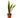 Snake Plant Laurentii
