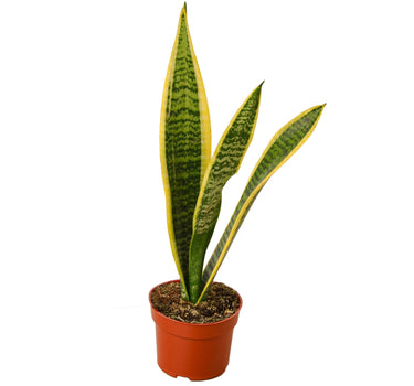 Snake Plant Laurentii - 4" Pot - NURSERY POT ONLY