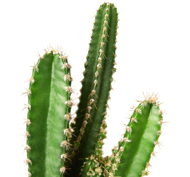 Fairy Castle Cactus