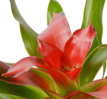 Bromeliad Medusa