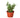 Succulent 'Elephant Bush'