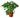 Philodendron ‘Little Hope'